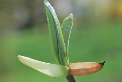 Magnolia tripetala - šácholan tříplátečný - jarní pučení